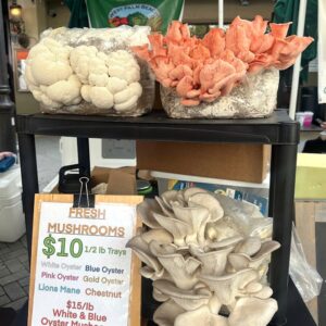 Home Display of fresh oyster, lions mane, and chestnut mushrooms at a market stall.