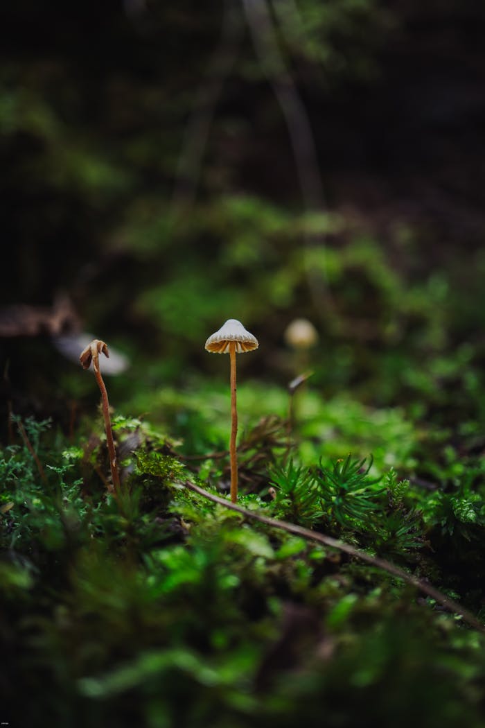 our-services-2 Detailed view of a delicate mushroom growing in lush green forest surroundings.